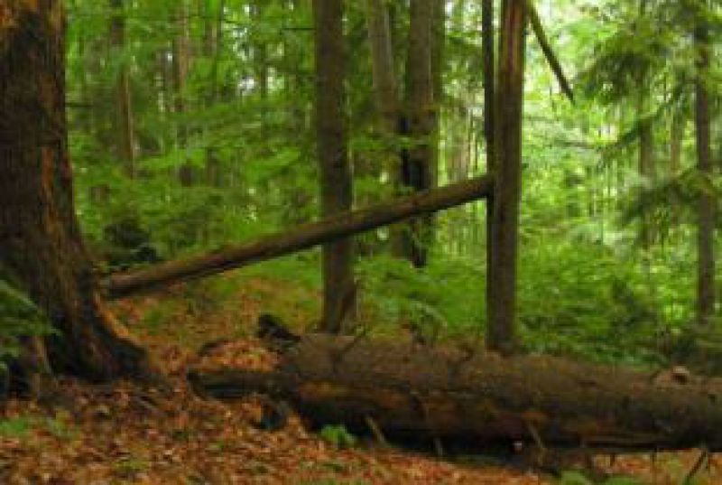 UNESCO rieši Karpatské bukové pralesy