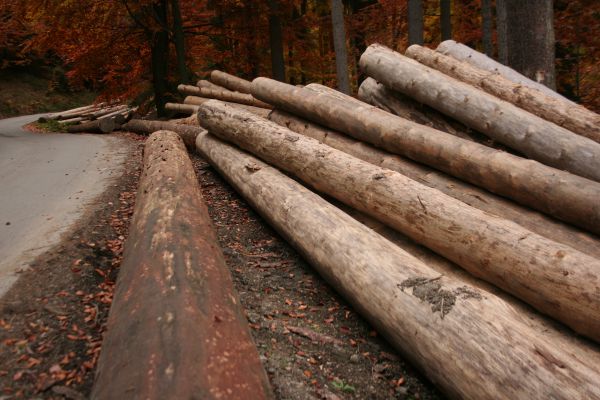 Kto dostane drevo zo štátnych lesov?
