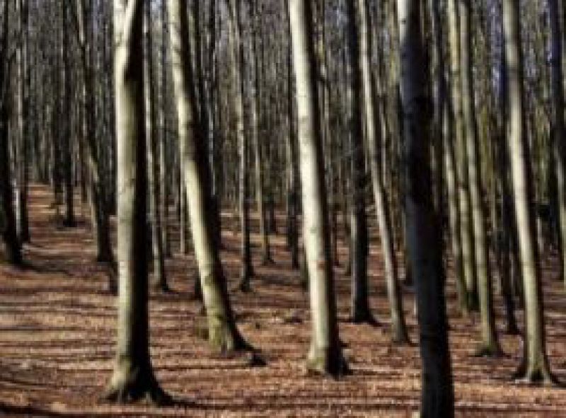 Plánované opatrenia v lesoch pri Bratislave