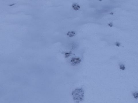Stopy vlka a líšky v snehu 