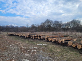 AUKCIA DUBOVEJ GUĽATINY