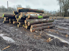 DUB Guľatina Výrezy