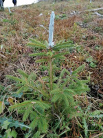 pestebné a ťažobné služby