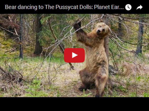 Medveď tancuje na melódiu The Pussycat Dolls: Planéta Zem II Trailer - BBC One