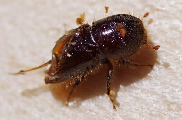 Detail lykožr&uacute;ta