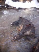 Uhynut&yacute; diviak, nakazen&yacute; AMO 