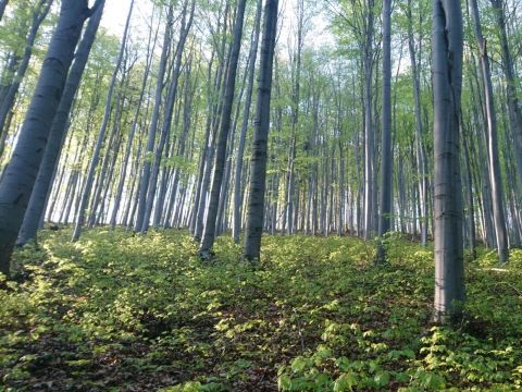 Ilustračné foto: archív Lesmedium.sk 