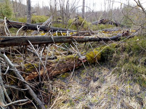 Mŕtve drevo na kalamitných plochách vo Vysokých Tatrách