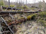 Mŕtve drevo na kalamitných plochách vo Vysokých Tatrách