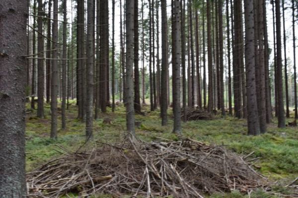 Ilustračn&eacute; foto Jozef Marko