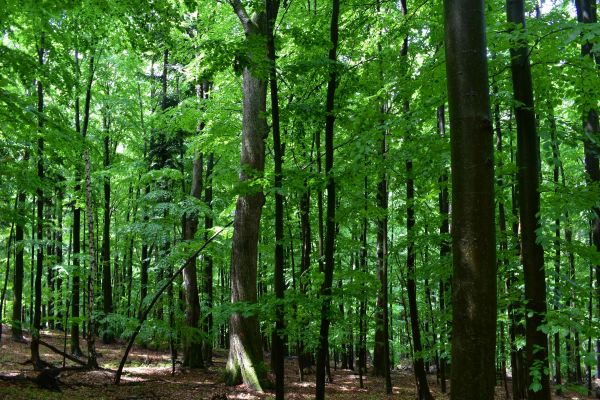 Ilustračné foto: Jozef Marko 