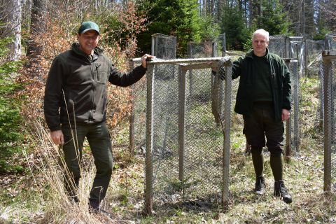 Štátni lesníci na Muránskej planine takto chránia sadenice jedle. Ján Vavrek (vľavo) a Cyril Bábeľa st. 