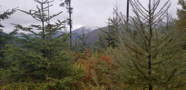 Nov&eacute; lesy v N&iacute;zkych Tatr&aacute;ch