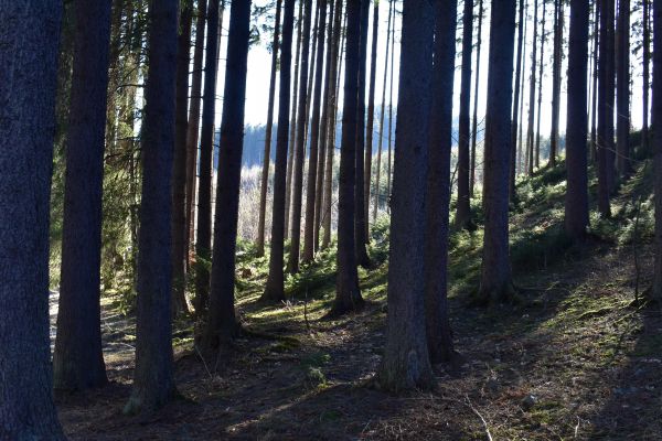 Ilustračné foto: Jozef Marko 