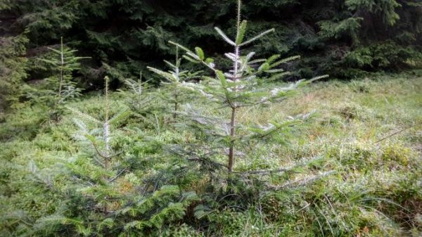 Ilustračn&eacute; foto: Vincent Syn&aacute;k 