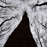 Reakcia: Prestaňte LESY SR &scaron;tiepiť na dobr&yacute;ch a zl&yacute;ch!