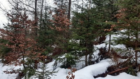Vo všetkých parametroch diferencovaná mladina so zastúpením smreka, buka, smrekovca, jaseňa a brezy v lokalite Jánošov vo výške 950 m n. m. (Správa lesov Spišská Teplica)