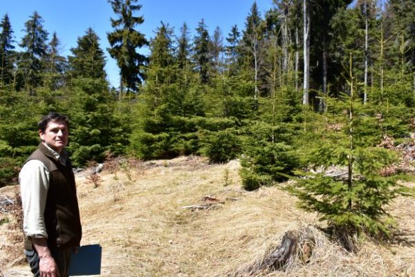 Smreku sa dar&iacute; napr&iacute;klad v Mestsk&yacute;ch lesoch Kremnica, v ktor&yacute;ch m&aacute; 63 percentn&eacute; zast&uacute;penie. Na sn&iacute;mke riaditeľ Ing. Karol Mutňansk&yacute; 