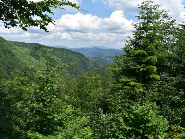 Mestsk&eacute; lesy Bansk&aacute; Bystrica 