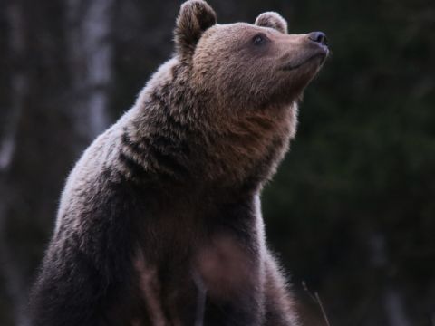 Ilustračné foto: Ing. Pavol Lenko 