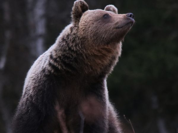 Ilustračné foto: Ing. Pavol Lenko 