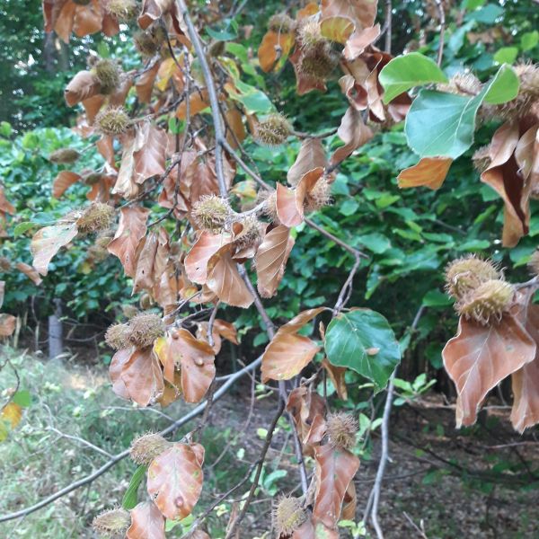 Ilustračné foto: Ing. Dušan Mikuš 