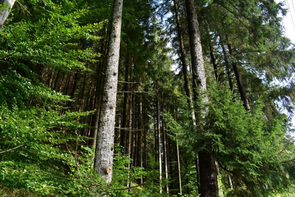 Ilustračné foto: Jozef Marko 