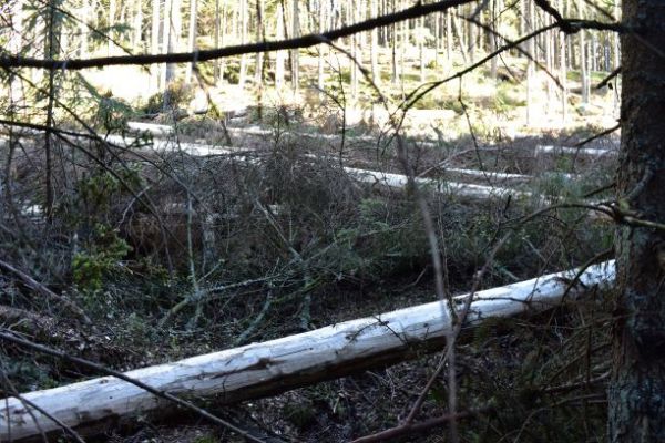 Odk&ocirc;rnen&eacute; smreky 