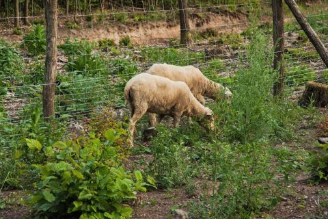 Experimentálna plocha výmladkového lesa s pastvou ovcami 