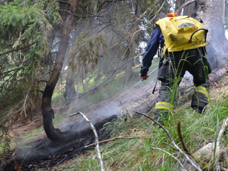 Zdroj: Internetová stránka LESY SR 