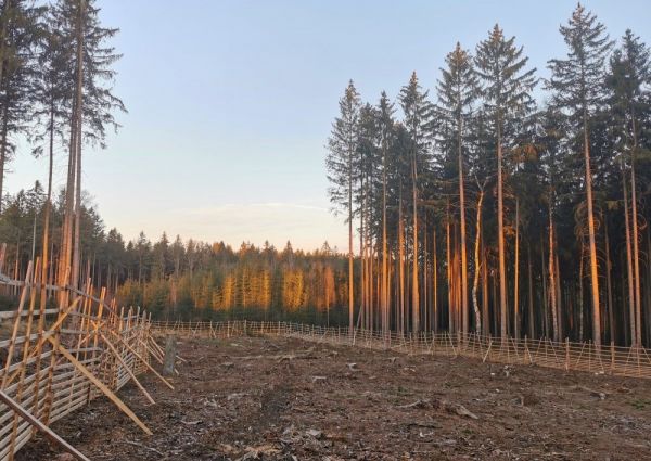 Holina s dreveným oplotením, pripravená na zalesnenie 