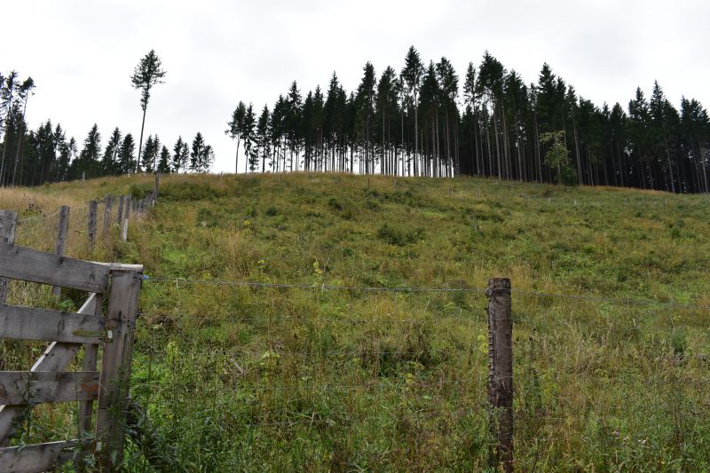 Oplôtok v poraste Správy lesov Spišská Teplica