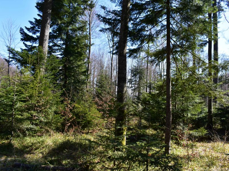 Lesné porasty v údolí Zbojského potoka 