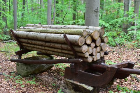 Aj na saniach sa počas prvej Československej republiky odvážalo drevo z lesa