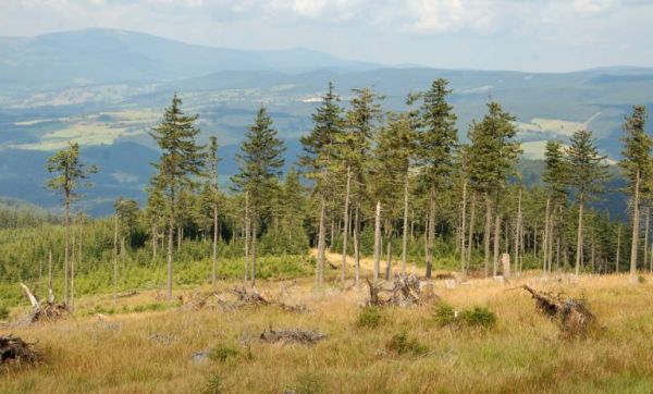 Smrečiny v Jesen&iacute;koch