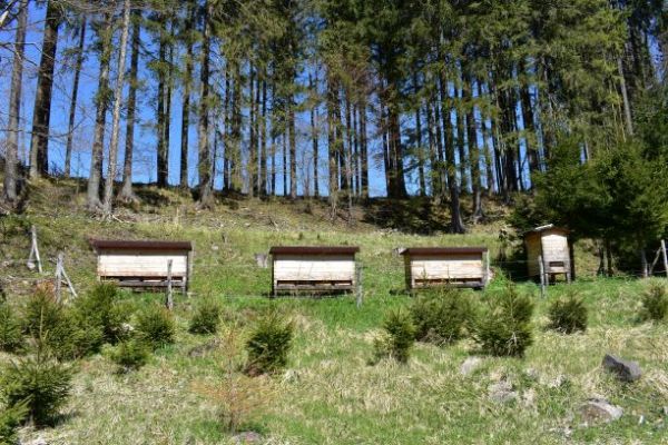 Včelnica v lese, ohraden&aacute; elektrick&yacute;m opl&ocirc;tkom 