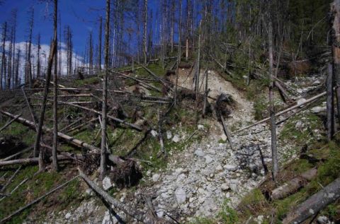 Bezzásah v Bielovodskej doline vo Vysokých Tatrách s odumretými smrečinami a následnou eróziou pôdy