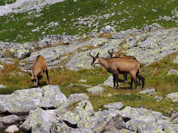 Kamzíky vrchovské v TANAP-e 