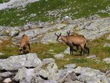 Kamzíky vrchovské v TANAP-e 