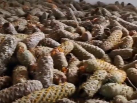 Zdroj: FB stránka LESY SR š. p. 