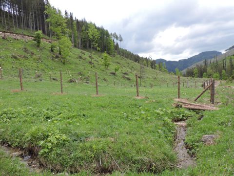 Vysadené sadenice na obnovených kalamitných plochách chránia v Lesoch mesta Spišská Belá oplôtkami