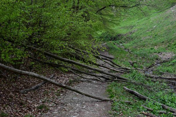 Ilustračné foto: Jozef Marko 