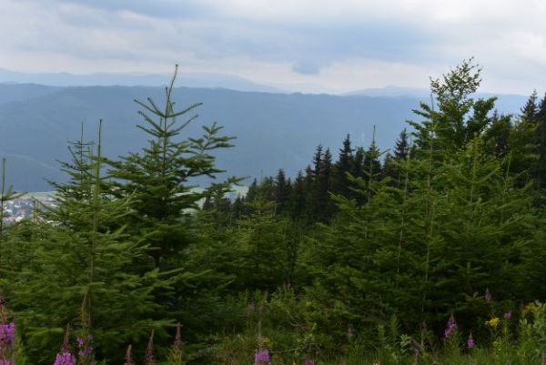 Lesn&iacute;kmi obnoven&eacute; kalamitn&eacute; plochy pod Kr&aacute;ľovou hoľou 