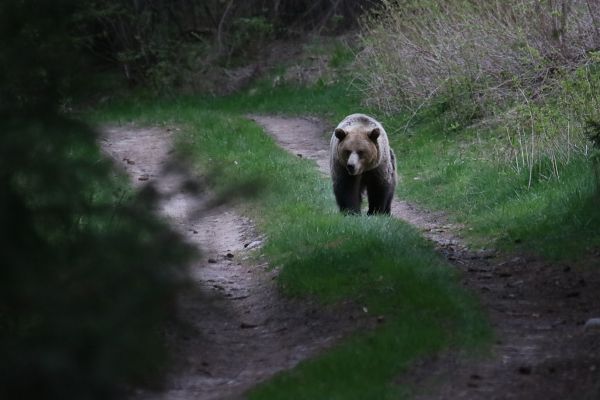 Ilustračné foto: Ing. Pavol Lenko 