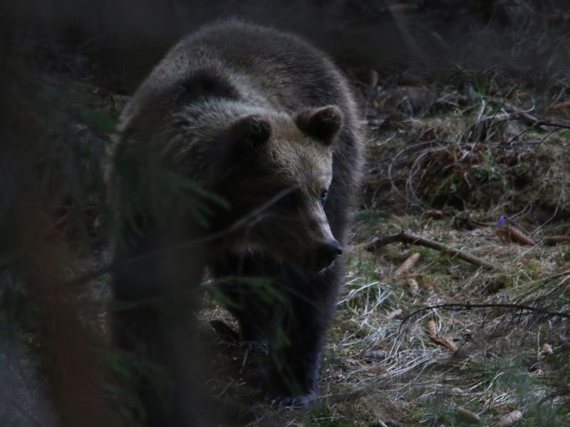 Medveď hned&yacute;