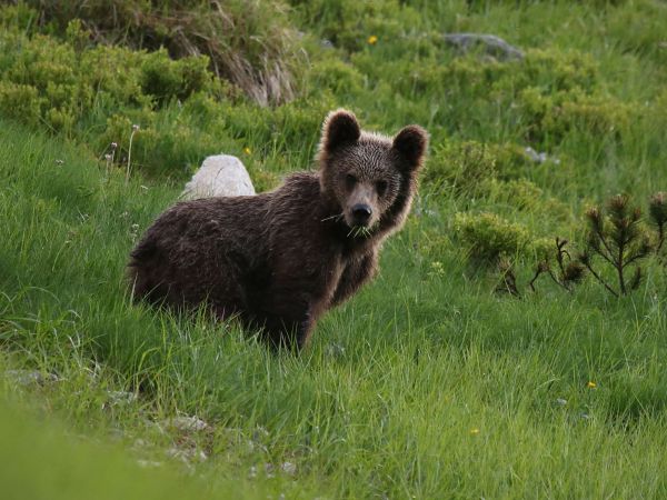 Ilustračné foto: Ing. Pavol Lenko 