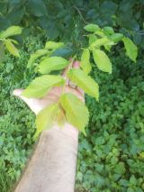 Jarn&eacute; v&yacute;honky bresta