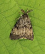 Dospel&yacute; jedinec mn&iacute;&scaron;ky veľkohlavej 