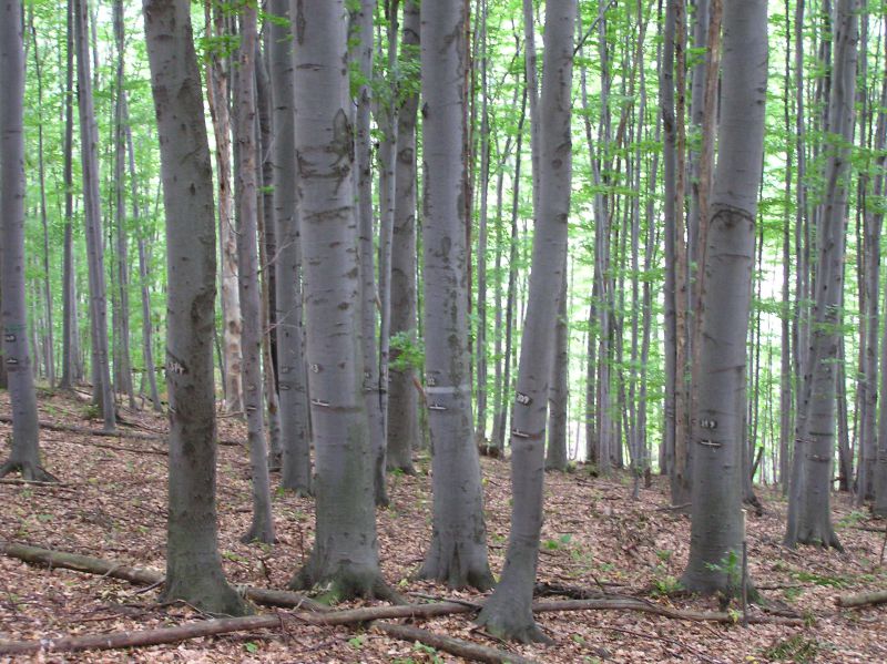 Vo Vikartovciach využijú eurofondy na lesy
