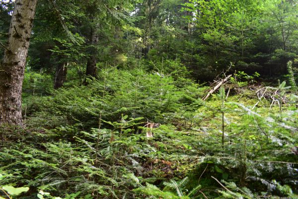 Ilustračn&eacute; foto Jozef Marko